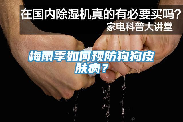 梅雨季如何預(yù)防狗狗皮膚??？